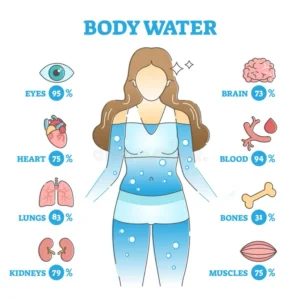body-water-description-as-anatomical-human-organ-fluid-balance-usage-scheme-outline-concept-educational-healthy-hydration-