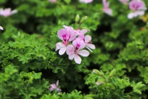 Citronella
