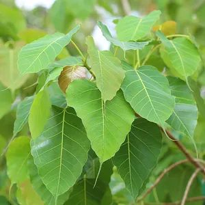 Introduction to the Sacred Fig
