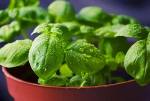Nutritional Value of Basil Leaves