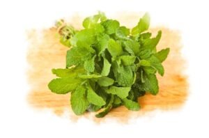 Potential Uses of Pudina Leaves